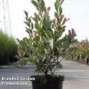 Photinia Fraseri 'Louise' -Garden Plants Photinia Louise KC5198 A