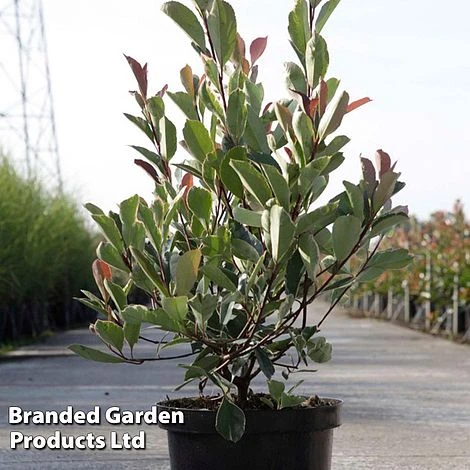 Photinia Fraseri 'Louise' 3 Photinia Fraseri 'Louise'