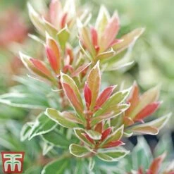 Pieris Collection 9 Pieris Collection -Garden Plants Pieris Little Heath TMAT1