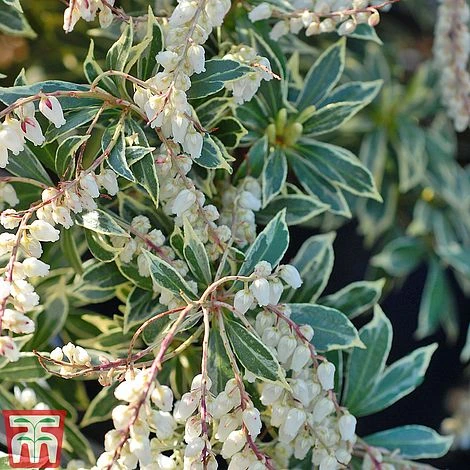 Pieris Collection 5 Pieris Collection - Image 3