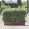 Kohuhu Instant Trough Hedge 1m (pre-grown) -Garden Plants Pittosporum Golf Ball TR scaled 1