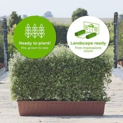 Kohuhu Instant Trough Hedge 1m (pre-grown) -Garden Plants Pittosporum Golf Ball TR scaled20 202