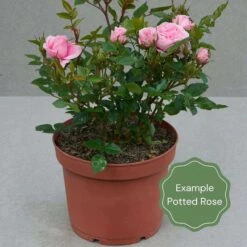 'Sweet Child Of Mine' Floribunda Rose 9 'Sweet Child Of Mine' Floribunda Rose -Garden Plants Potted rose example 56f1ff15 8268 436b a634 e2a24754da60