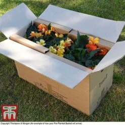 Eton Mess -Garden Plants PrePlantedBasketArrive3
