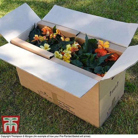 Geranium 'Balcon Mix' 5 Geranium 'Balcon Mix' - Image 3