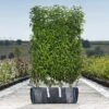 Portuguese Laurel Ready Bag Instant Hedge 1m 1 Portuguese Laurel Ready Bag Instant Hedge 1m -Garden Plants Prunus20lus.20Angustifolia