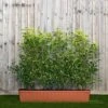 Portuguese Laurel Instant Trough Hedge 1m (pre-grown) -Garden Plants Prunus20lus.20Angustifolia201yr20tr