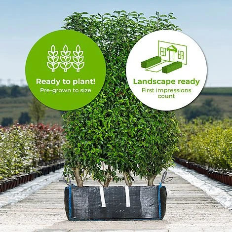 Portuguese Laurel Ready Bag Instant Hedge 1m 4 Portuguese Laurel Ready Bag Instant Hedge 1m - Image 2