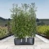 Holm Oak Hedge Ready Bag Instant Hedge 1m (pre-grown)