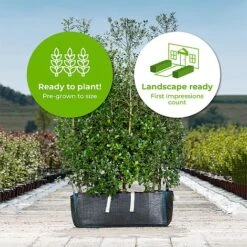Holm Oak Hedge Ready Bag Instant Hedge 1m (pre-grown) -Garden Plants Quercus20Ilex2021