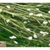 Ranunculus Aquatilis (Oxygenating Aquatic) -Garden Plants RANU T78412 A h