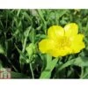 Ranunculus Lingua 'Grandiflorus' (Marginal Aquatic) -Garden Plants RANU T78420 A h