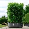 Cherry Laurel Ready Bag Instant Hedge 1m (pre-grown) -Garden Plants RHB20Prunus20rotundifolia20120copy