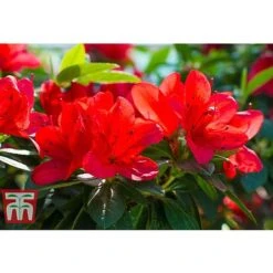 Rhododendron 'Ardeur' -Garden Plants RHOD T66421 A