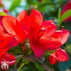 Rhododendron 'Ardeur' -Garden Plants RHOD T66421 C