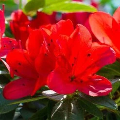 Rhododendron 'Ardeur' -Garden Plants RHOD T66421 NOW1