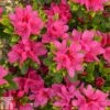 Rhododendron 'Geisha Pink' (Azalea Group) -Garden Plants RHOD TKA1280 A