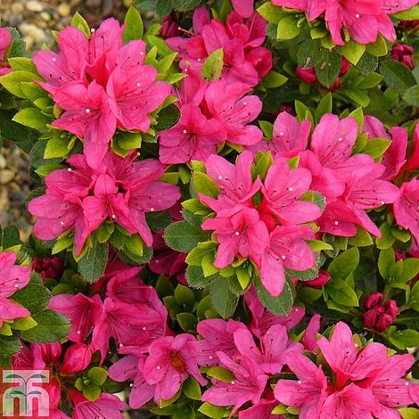 Rhododendron 'Geisha Pink' (Azalea Group) 3 Rhododendron 'Geisha Pink' (Azalea Group)