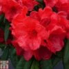 Rhododendron 'Elizabeth Red Foliage' -Garden Plants RHOD TKA1406 A