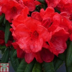 Rhododendron 'Elizabeth Red Foliage'