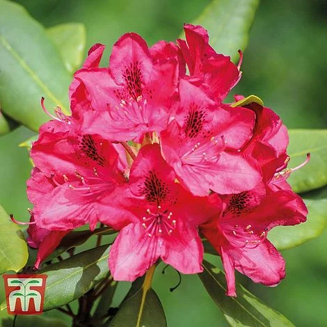 Rhododendron 'Nova Zembla' 3 Rhododendron 'Nova Zembla'