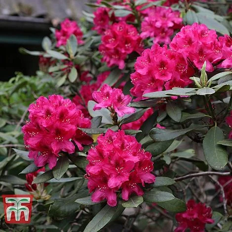 Rhododendron 'Nova Zembla' 4 Rhododendron 'Nova Zembla' - Image 2