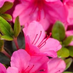 Rhododendron 'Connie' 8 Rhododendron 'Connie' -Garden Plants RHOD TKA3418 NOW1