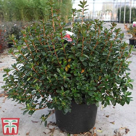 Rhododendron 'Stewartstonian' 3 Rhododendron 'Stewartstonian'