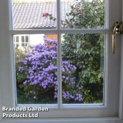 Rhododendron 'Dwarf Blue' 7 Rhododendron 'Dwarf Blue' -Garden Plants RHOD BLUEDIAMO S30305