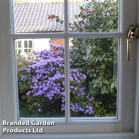 Rhododendron 'Dwarf Blue' 5 Rhododendron 'Dwarf Blue' - Image 3