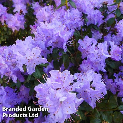 Rhododendron 'Dwarf Blue' 4 Rhododendron 'Dwarf Blue' - Image 2