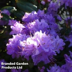 Rhododendron 'Dwarf Blue'