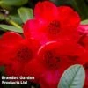 Rhododendron 'Dwarf Red'