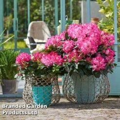 Rhododendron 'XXL' -Garden Plants RHOD GARDENXXL S28031