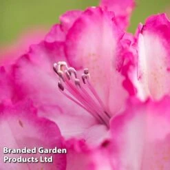 Rhododendron 'XXL' -Garden Plants RHOD GARDENXXL S28034