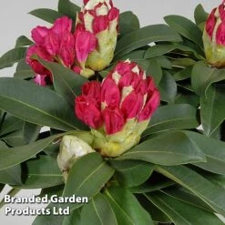 Rhododendron 'XXL' -Garden Plants RHOD GARDENXXL S28038