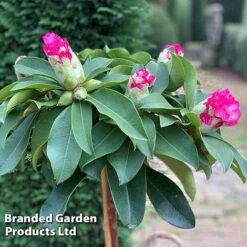 Rhododendron 'XXL' -Garden Plants RHOD GARDENXXL S29540