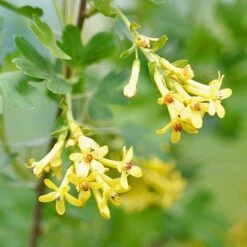 Ribes Odoratum -Garden Plants RIBE T58252 C h