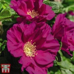 Rose Rugosa 'Rubra' (Species Shrub Rose) -Garden Plants ROSA T59373 B