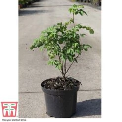 Rose Rugosa 'Rubra' (Species Shrub Rose) -Garden Plants ROSA T59373 C