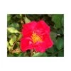 Rose 'Easy Elegance Great Wall' -Garden Plants ROSA T66431 A h