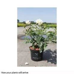 Rose 'Easy Elegance Macys Pride' -Garden Plants ROSA T66433 B h