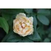 Rose 'Buff Beauty' -Garden Plants ROSA T68465 A h