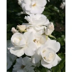 Rose 'Climbing Iceberg' (Climbing) -Garden Plants ROSA T68467 A h
