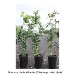 Rose 'Climbing Iceberg' (Climbing) -Garden Plants ROSA T68467 B h