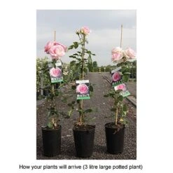 Rose 'Eden Rose 88' 9 Rose 'Eden Rose 88' -Garden Plants ROSA T68469 B h