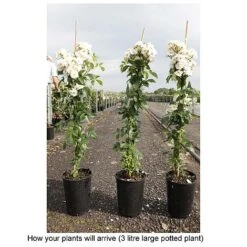 Rose 'Guirlande D'Amour' -Garden Plants ROSA T68479 B h