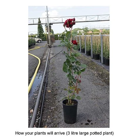 Rose 'Thats Jazz' 4 Rose 'Thats Jazz' - Image 2