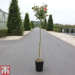 Rose 'Marieken' (Shrub Rose) -Garden Plants ROSA TKA3486 A