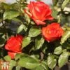 Rose 'Marieken' (Shrub Rose) 2 Rose 'Marieken' (Shrub Rose) -Garden Plants ROSA TKA3486 B